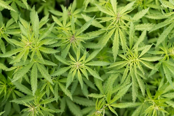 生长的野生的大麻植物的开销 — 图库照片