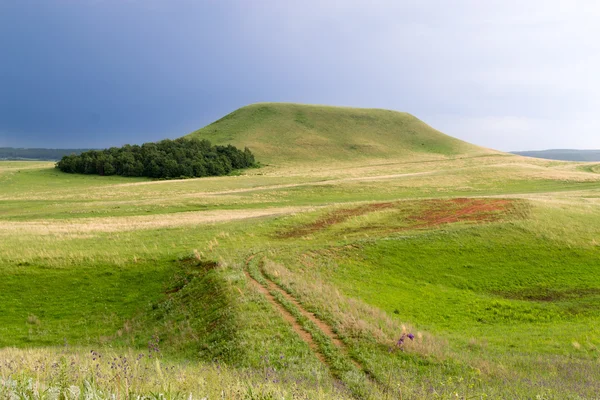 Liten trädbevuxen Grove på en kulle — Stockfoto