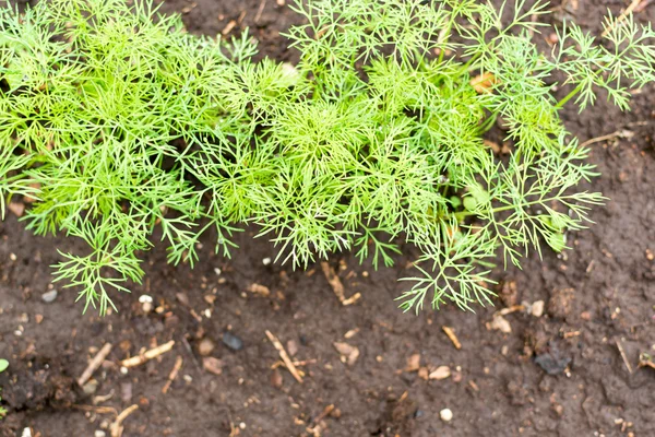 Świeży koperek zielony zioło rośnie — Zdjęcie stockowe