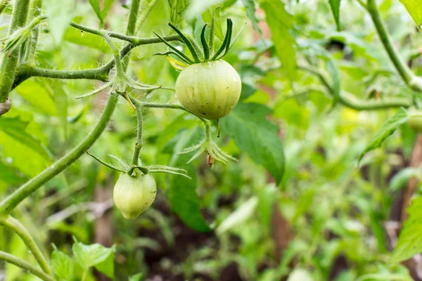 藤上未成熟的绿色蕃茄 — 图库照片