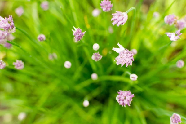 Chives verdes que crecen cabezas de flores púrpuras — Foto de Stock