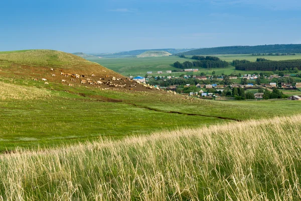 Village Hills and a Herd of Animals — Stock Photo, Image