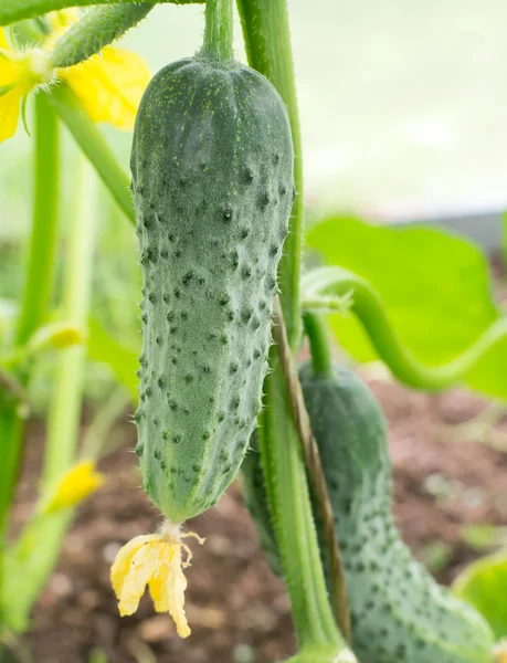 温室种植黄瓜和花的特写 — 图库照片