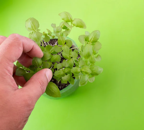 Hands Picking Fresh Basil Leaves — Stock Photo, Image