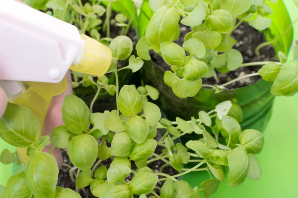 Spraying Fresh Green Basil Leaves — Stock Photo, Image