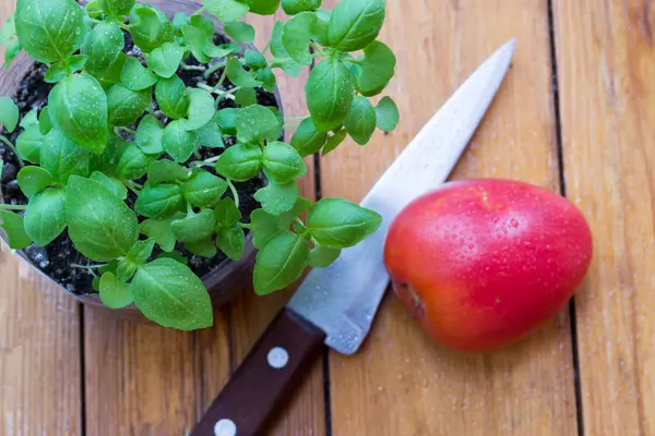 Cuchillo de planta de albahaca y tomate en madera rústica — Foto de Stock