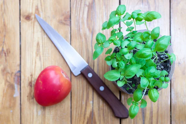 Cuchillo de planta de albahaca y tomate en madera rústica —  Fotos de Stock