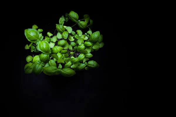Bazylia roślin w cień z puste tło — Zdjęcie stockowe
