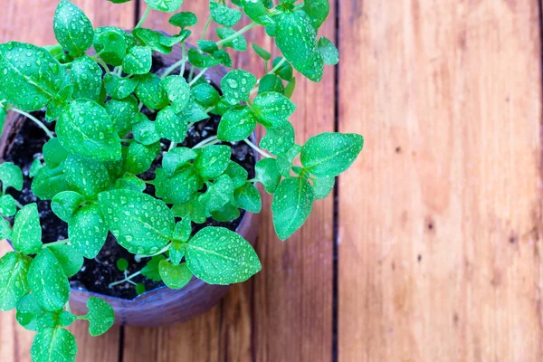 Fresh Basil Plant on Rustic Wood — Stock Photo, Image