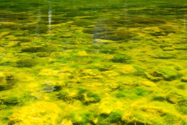 Yeşil Nehir Su ve Balık