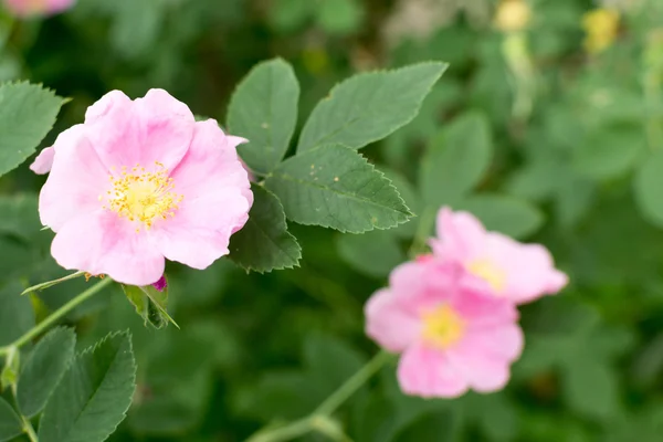 Wild Pink Rose Flowers — Stock Photo, Image