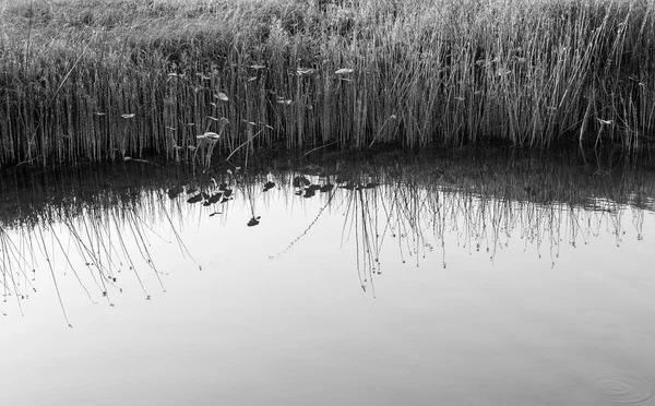 Reeds wody i spokojna woda — Zdjęcie stockowe