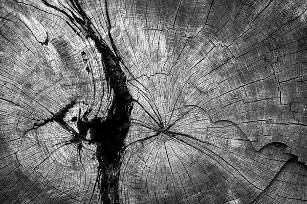 Circles of a Cut Tree Trunk — Stock Photo, Image