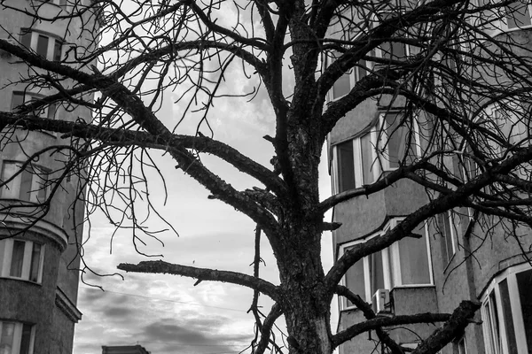 Черное мертвое дерево и многоквартирные дома — стоковое фото
