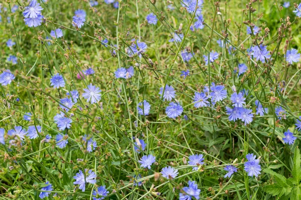 Feld blauer Chicorée-Blüten — Stockfoto