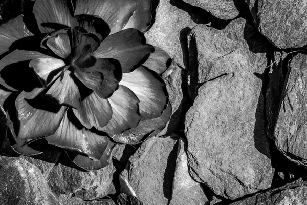부드러운 꽃 베고니아 꽃과 힘든 슬레이트 — 스톡 사진