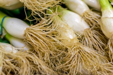 Bahar Soğan Kökleri ve Sapları Closeup