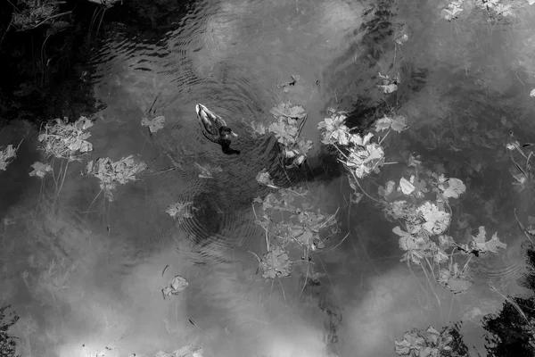 Pato em um rio — Fotografia de Stock