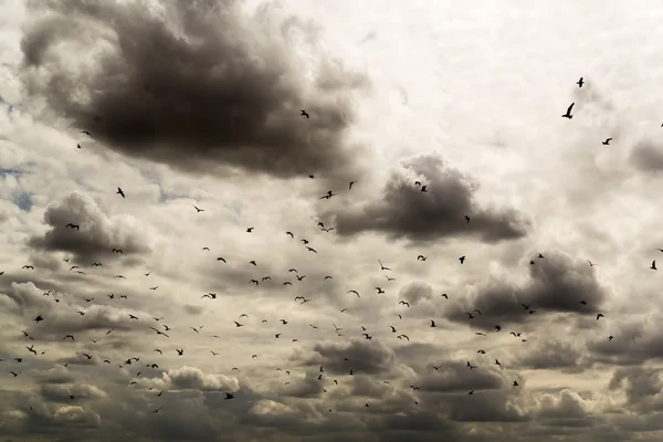 Păsările negre zboară în cerul furtunos — Fotografie, imagine de stoc