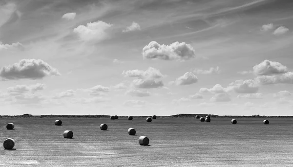 Paysage de balles rondes de paille — Photo