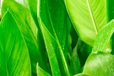 Makro closeup Waterdrops üzerindeki yaprak