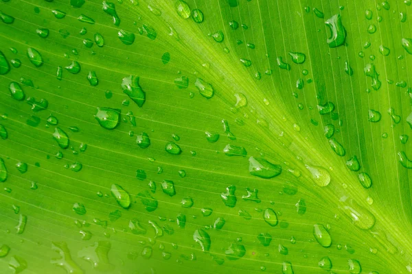 Makro-Nahaufnahme von Wassertropfen auf einem Blatt — Stockfoto