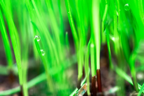 Makro obrázek čerstvé zelené trávy — Stock fotografie