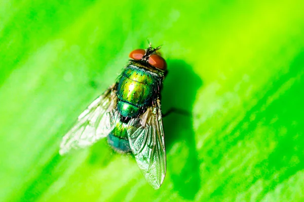 Closeup makro obrázek Zelená láhev Fly — Stock fotografie