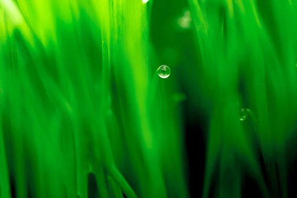 Macro image of fresh green grass — Stock Photo, Image