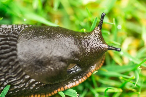 Imagem macro de uma lesma de jardim marrom — Fotografia de Stock