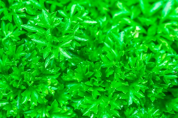 Macro image of fresh green parsley — Stock Photo, Image