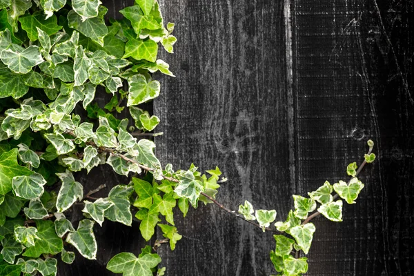 Geen Ivy Climbing a Timber Wood Fence — Stock Photo, Image