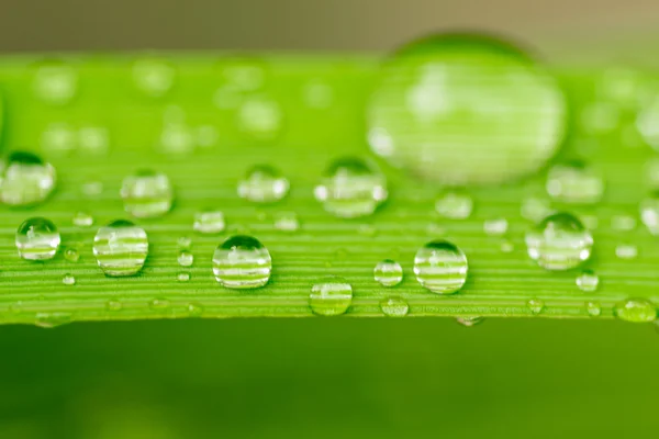 Makro-Nahaufnahme von Wassertropfen auf einem Blatt — Stockfoto