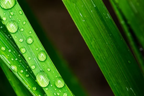 Macro closeup of Waterdrops on a Leaf — Stock Photo, Image