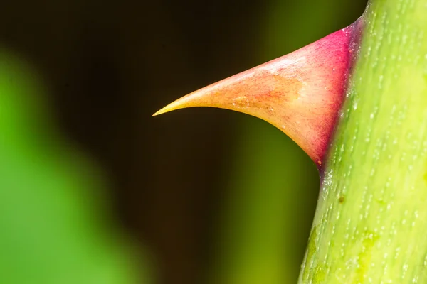 Macro imagen de una espina rosa afilada — Foto de Stock