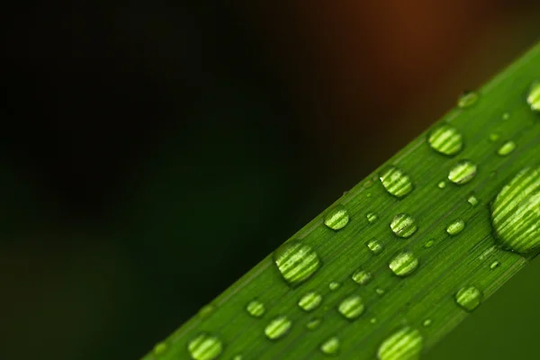 Makro-Nahaufnahme von Wassertropfen auf einem Blatt — Stockfoto