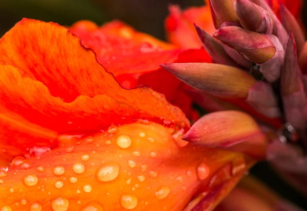 Bir kırmızı Canna çiçek makro su damlaları — Stok fotoğraf