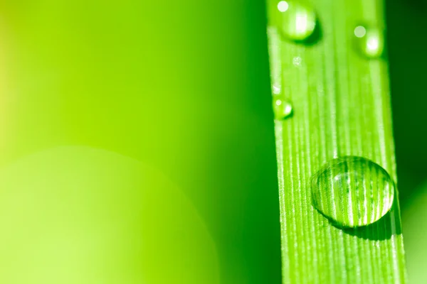 Macro image of Water Drops on a Plant leaf — Stock Photo, Image