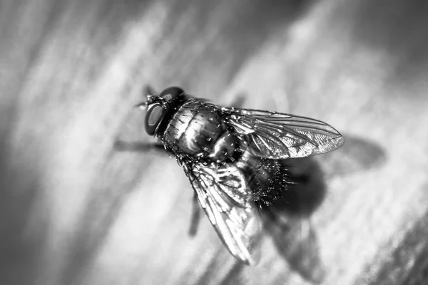 Imagem de macro close-up de uma mosca de garrafa verde — Fotografia de Stock