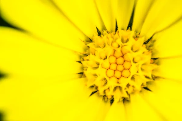 Makro-Nahaufnahme eines gelben Staubgefäßes — Stockfoto