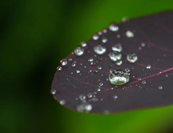 Macro gota de água em uma folha vermelha escura — Fotografia de Stock