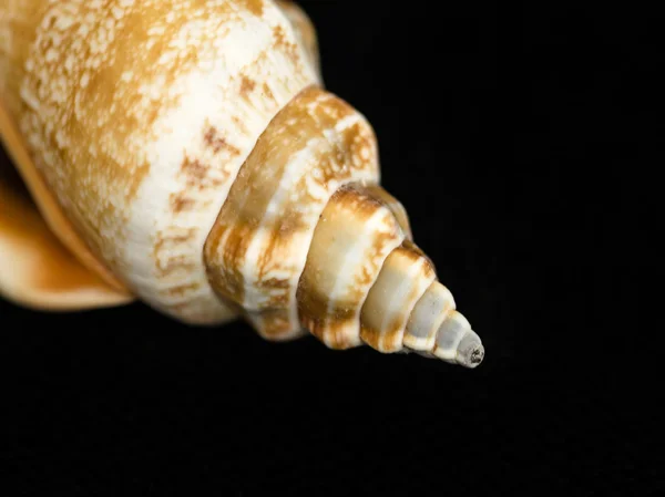 Macro closeup of a Seashell — Stock Photo, Image