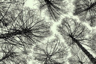 Pines kadar aracılığıyla arıyor