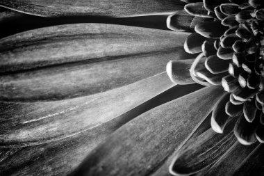 Pembe krizantem çiçeğinin makro yakın çekim