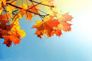 Parlak sarı sonbahar yaprakları arka plan