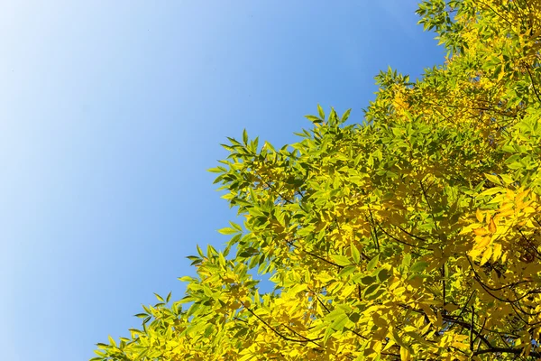 Árboles otoñales y cielo azul —  Fotos de Stock