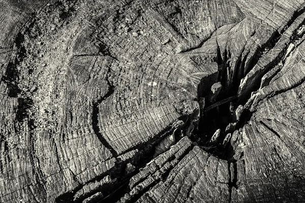 Tronc d'arbre coupé avec pourriture — Photo