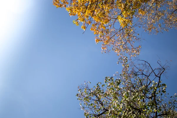 Herfst bomen en blauwe hemel — Stockfoto