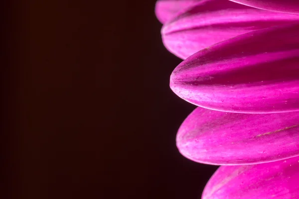 Makro-Nahaufnahme einer rosa Chrysanthemenblüte — Stockfoto