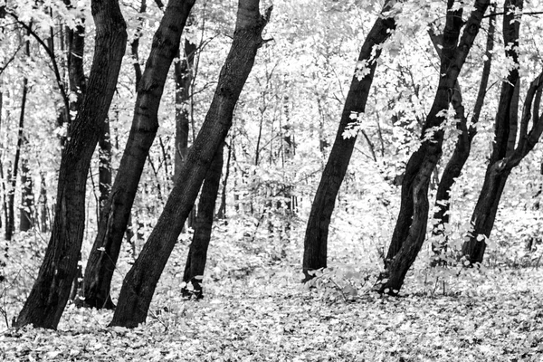 Floresta de Outono em Preto e Branco — Fotografia de Stock